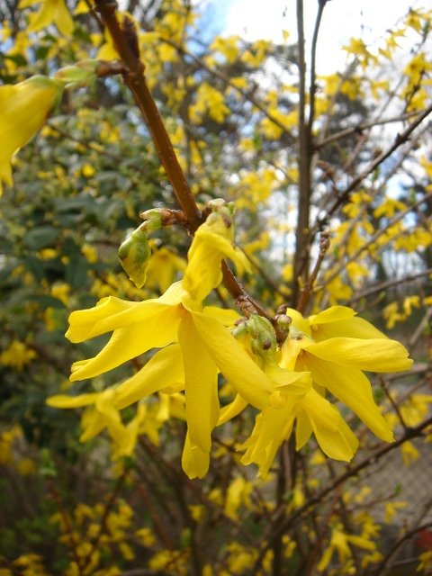 Forsythia x intermedia 'Beatrix Farrand' P1C P9